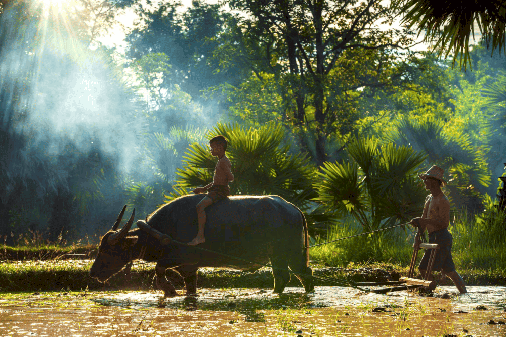 The buffalo's relentless plowing embodies the virtue of patient, hard work